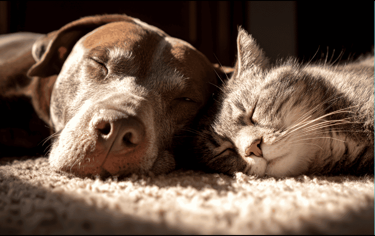 Los parásitos externos más comunes son los ácaros, las pulgas y las garrapatas, quienes se alojan en el pelaje de los animales y se alimentan de su sangre. ESPECIAL/Canva