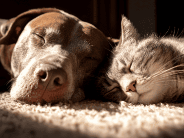 Los parásitos externos más comunes son los ácaros, las pulgas y las garrapatas, quienes se alojan en el pelaje de los animales y se alimentan de su sangre. ESPECIAL/Canva