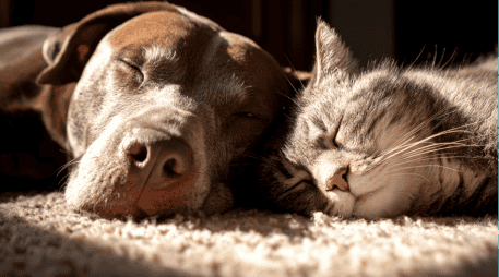 Los parásitos externos más comunes son los ácaros, las pulgas y las garrapatas, quienes se alojan en el pelaje de los animales y se alimentan de su sangre. ESPECIAL/Canva