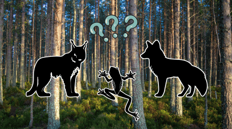 Gracias a esta adaptación al cambio climático, estos animales desempeñan al mismo tiempo muchos roles ecológicos. UNSPLASH / K. ALLEN