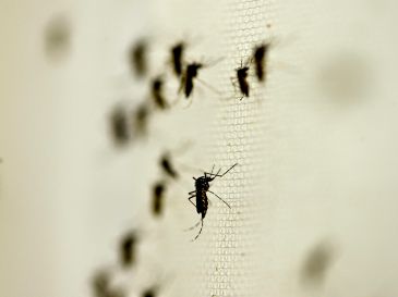 La región de la Península de Yucatán acumula cuatro contagios de chikungunya en lo que va del año. NTX/ARCHIVO