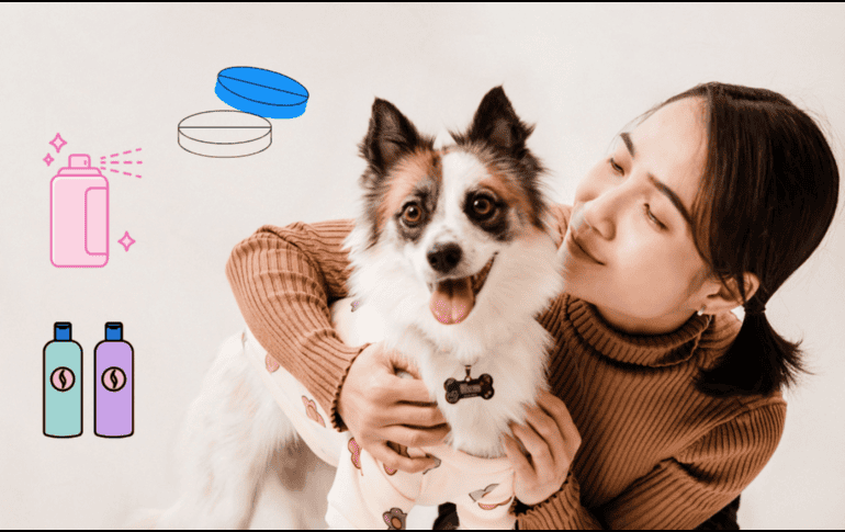 Antes de administrarle algún tipo de medicamento, primero consúltalo con un veterinario. CANVA