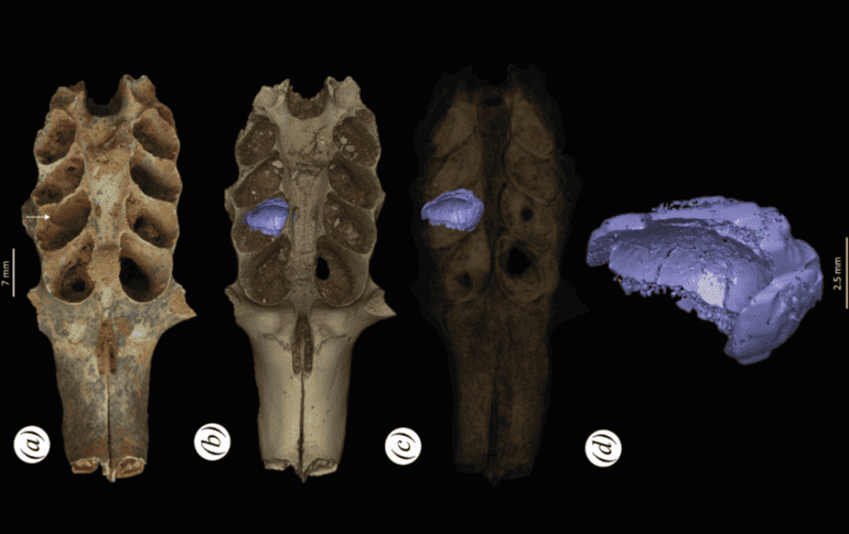 Parte de un cráneo fosilizado de mamífero con sedimentos en la cavidad dental que es un nido construido por una abeja prehistórica. EFE / L. Viñola