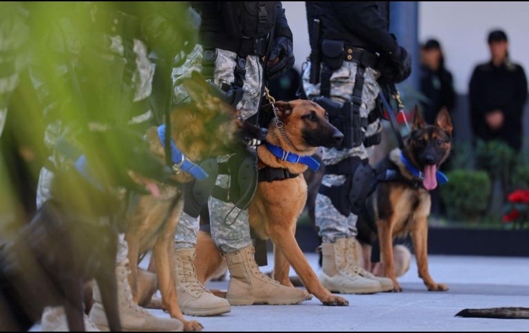 Autoridades de Zapopan reportan que los perros donados han incautado toneladas de fentanilo. ESPECIAL