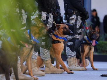 Autoridades de Zapopan reportan que los perros donados han incautado toneladas de fentanilo. ESPECIAL