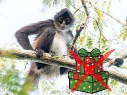 La Procuraduría recalcó que la extracción de fauna y flora silvestre tiene muchísimas implicaciones negativas para el individuo, su grupo y para su ecosistema. ESPECIAL / CONANP