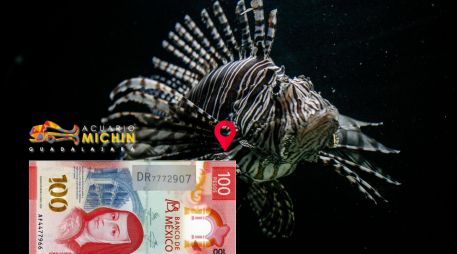 Aprovecha la temporada de diversión en el Acuario Michin; comienza esta semana. EL INFORMADOR / ARCHIVO