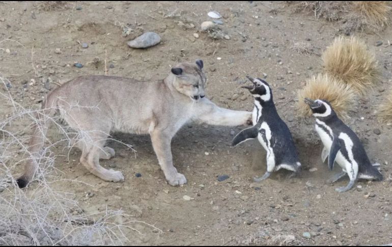 El Parque Nacional Monte León, creado en 2004 tras la donación de antiguas estancias al Estado, alberga actualmente alrededor de 40 mil parejas reproductoras de pingüinos de Magallanes. ESPECIAL/Proceeding Royal Society, Mitchell Serota Emiliano Donadio
