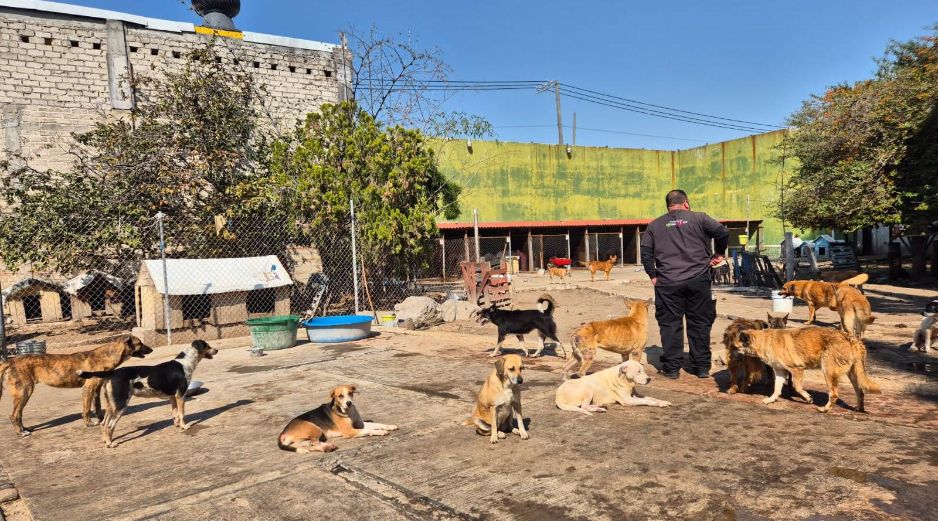 El Refugio San Vicente está en El Campanario, Zapopan, y desde que la noticia se hizo viral, la Unidad de Protección Animal (UPA) se movilizó para conocer quién había quedado encargado del sitio, iniciando así una coordinación directa con Román. EL INFORMADOR/ R. Bobadilla