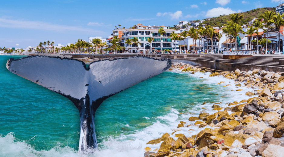 Las ballenas comienzan a aparecer en Puerto Vallarta poco a poco desde noviembre y diciembre y hasta marzo. ESPECIAL / CANVA