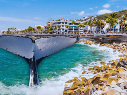 Las ballenas comienzan a aparecer en Puerto Vallarta poco a poco desde noviembre y diciembre y hasta marzo. ESPECIAL / CANVA