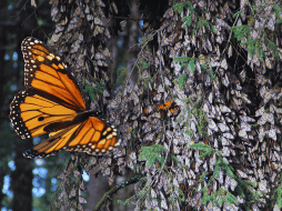 Miles de mariposas monarca rompen con su revoloteo el silencio del bosque verde y fresco al desplazarse en colonias de tonos naranja con negro en búsqueda del agua y del néctar que las mantendrá con vida hasta marzo. NTX / ARCHIVO