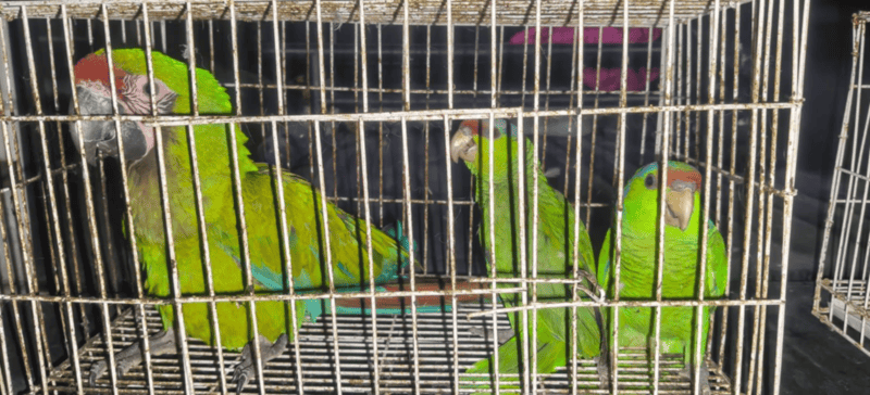 Los uniformados localizaron a un sujeto que llevaba aparentemente un mono araña en las manos y tenía en el suelo dos jaulas con varias aves. ESPECIAL / POLICÍA GUADALAJARA&nbsp;