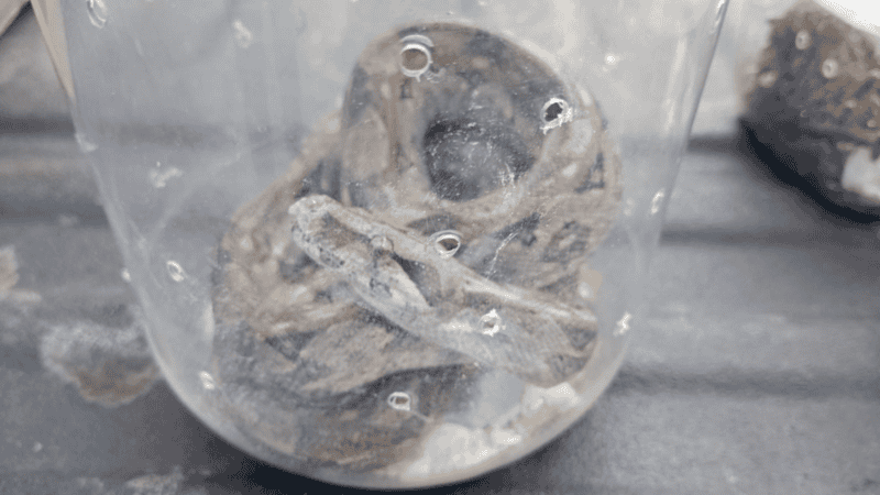 La boa y las tarántulas fueron trasladadas a la Unidad de Acopio y Salud Animal de Tlajomulco (UNASAM). ESPECIAL / POLICÍA DE GUADALAJARA&nbsp;