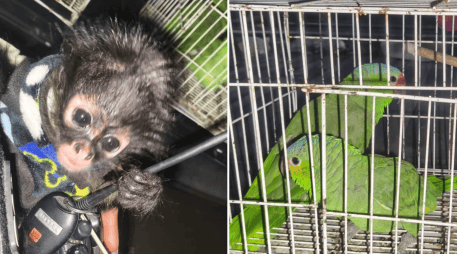 Tras realizar una revisión conforme a protocolo, se confirmó que se trataba de un mono araña, cinco loros cucha y una guacamaya verde. ESPECIAL / POLICÍA DE GUADALAJARA
