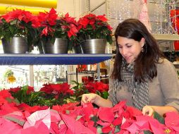 La Nochebuena es una planta de interiores y necesita luz natural indirecta para mantenerse saludable. EFE/Archivo
