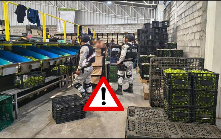 Se realizan recorridos a empacadoras e industrias cítricas, en los distintos municipios. ESPECIAL