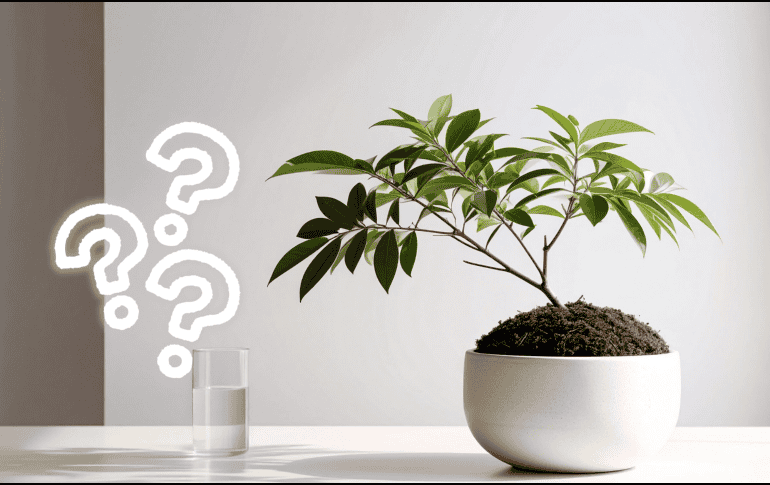 Por su tamaño, resistencia y capacidad de producir frutos sin grandes exigencias, el granado se ha convertido en uno de los árboles más recomendados para jardines pequeños y proyectos de jardinería sostenible. CANVA