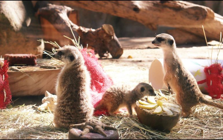 El Zoológico Guadalajara es uno de los lugares más visitados en la ciudad. ZOOLÓGICO DE GUADALAJARA