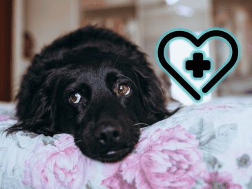 Actuar con rapidez y con información confiable puede marcar la diferencia entre la vida y la muerte del animal, además de reducir posibles secuelas. ESPECIAL/Canva