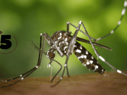 El dengue presenta un comportamiento cíclico a nivel global. CANVA