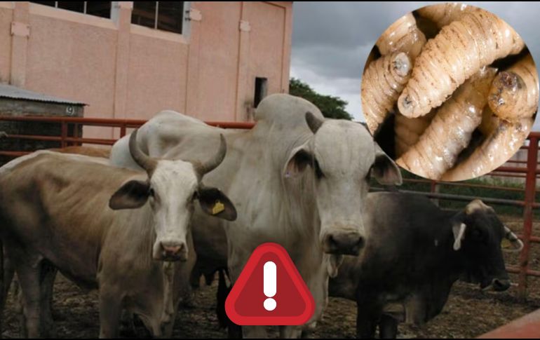 Según información del Senasica, el arranque de este año estuvo marcado por la confirmación de brotes fuera de las zonas donde históricamente se había concentrado la plaga. SUN / ARCHIVO