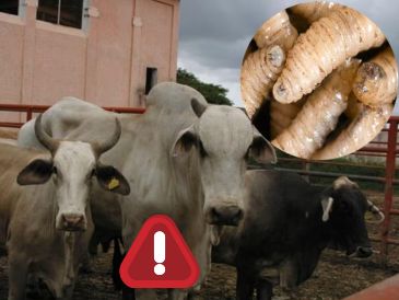 Según información del Senasica, el arranque de este año estuvo marcado por la confirmación de brotes fuera de las zonas donde históricamente se había concentrado la plaga. SUN / ARCHIVO