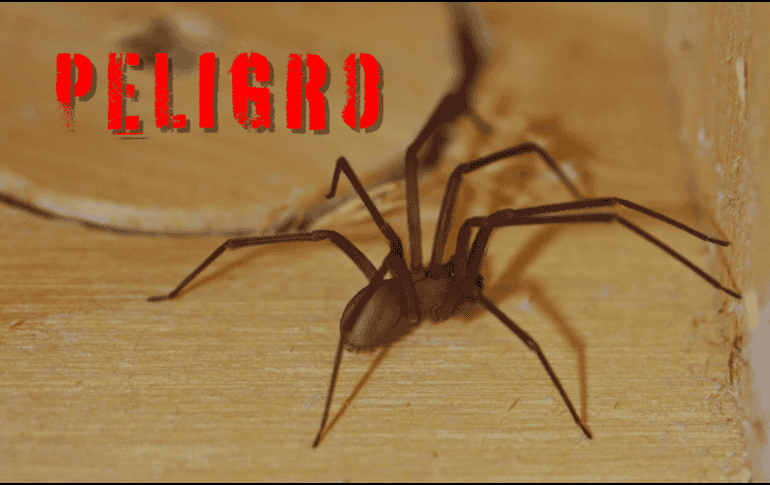 La araña violinista o araña de rincón es una especie de arácnido nocturno peligroso. ESPECIAL / CANVA