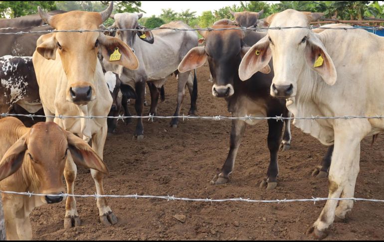 El CNA destacó que más del 95% de los casos se han concentrado en la región sur-sureste. EFE