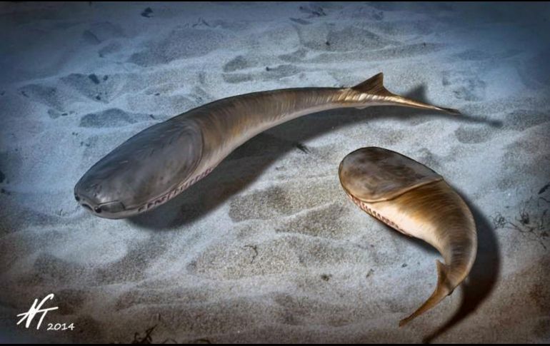 No se han descubierto fósiles de animales como el Sacabambaspis posteriores a la extinción masiva del Ordovícico tardío. EFE / ARCHIVO