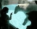 Uno de estos mamíferos tenía el nombre de Ágata quien nació bajo cuidado profesional en un zoológico fuera de México, pero cuando tenía dos años llegó al Zoológico Guadalajara. EL INFORMADOR/ ARCHIVO