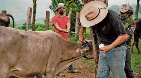 Ganaderos aseguraron que pueden garantizar el tránsito seguro de ganado hacia EU, gracias a protocolos sanitarios reforzados y estrategias de control. EL UNIVERSAL