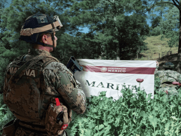 Los 32 plantíos de amapola abarcaban una área aproximada de 111 mil 400 metros cuadrados, en los que se destruyeron aproximadamente 3 millones 330 mil 500 plantas. ESPECIAL/Secretaría de Marina