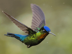 Según el Museo de Historia Natural y Cultura Ambiental, la exposición incorpora gráficos, imágenes, videos con entrevistas a especialistas, poesía y música referente a colibríes. ESPECIAL