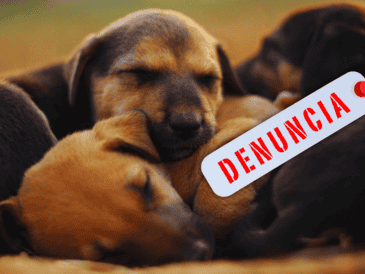 El maltrato animal incluye acciones que provoquen dolor, sufrimiento, lesiones o la muerte del animal, incluyendo actos de negligencia, maltrato y crueldad. ESPECIAL / CANVA