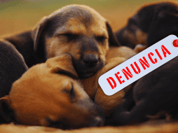 El maltrato animal incluye acciones que provoquen dolor, sufrimiento, lesiones o la muerte del animal, incluyendo actos de negligencia, maltrato y crueldad. ESPECIAL / CANVA