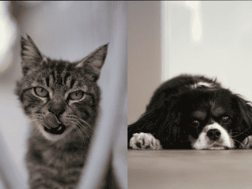 La prevención, la observación diaria y las visitas veterinarias periódicas son esenciales. ESPECIAL/ Unsplash