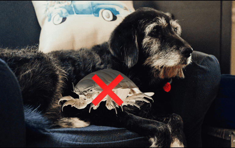 Las chinches son peligrosas tanto en humanos como en perros. UNSPLASH / L. CUTLE