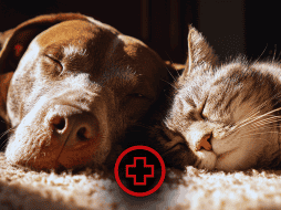 Uno de cada tres perros desarrollará algún tipo de cáncer a lo largo de su vida.En gatos, aunque su incidencia es menor, suele diagnosticarse en etapas avanzadas. ESPECIAL / CANVA