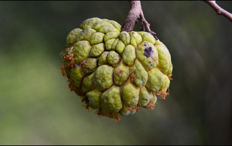 Además de su dulce sabor, la chirimoya contiene múltiples vitaminas y minerales. UNSPLASH / M. WIWEKWAN
