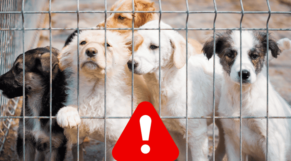 Si eres testigo de un caso de maltrato animal, se recomienda documentar la situación siempre y cuando esto sea posible y seguro. ESPECIAL / CANVA