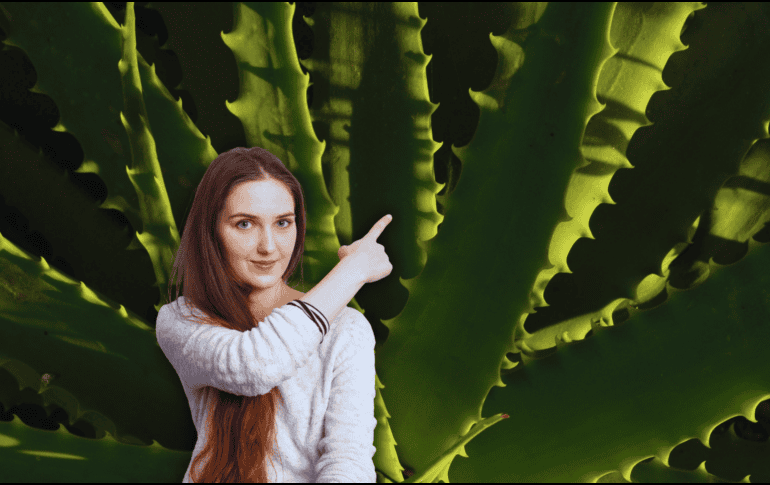 El aloe vera no debe ser utilizada de manera crónica ya que podría ocasionar la perdida de potasio o un cuadro de deshidratación. ESPECIAL / CANVA