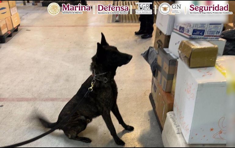 Con el apoyo del ejemplar canino 'Néstor', del área de centros tácticos de la Aduana, marcó positivo a posible droga