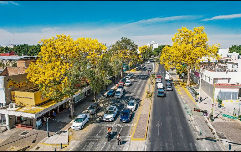 El arbolado urbano en el Centro de la ciudad forma parte del diagnóstico metropolitano que permitirá orientar acciones de planeación. EL INFORMADOR/Archivo