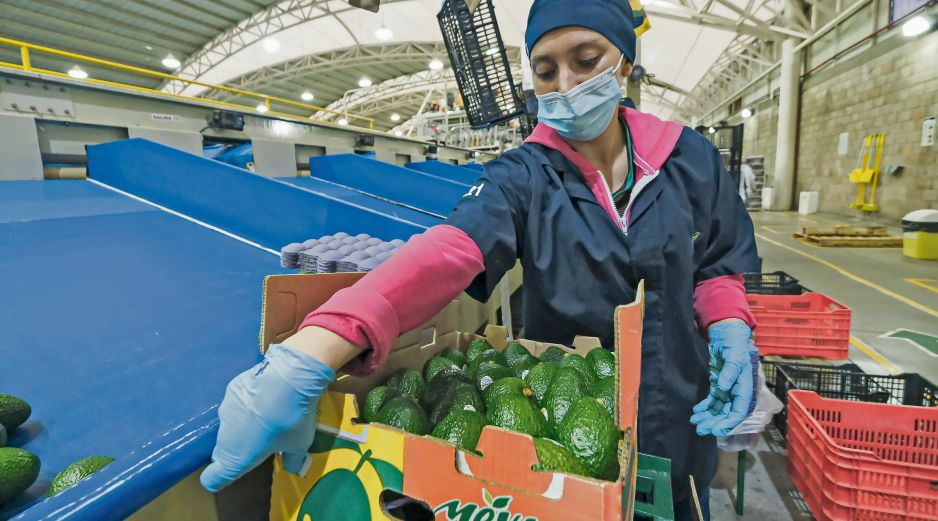 Trabajadores en una exportadora de aguacates de Jalisco, preparando los frutos para su envío al mercado internacional. ESPECIAL
