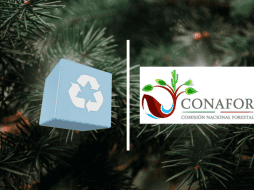 Bajo las condiciones óptimas un árbol natural que sirvió como adorno en navidad volverá a la tierra sin representar contaminación alguna. CONAFOR/CANVA/ESPECIAL