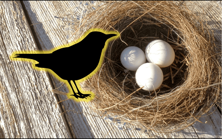 En muchas culturas, el hecho de que un ave anide en tu hogar es visto como un presagio positivo. ESPECIAL/Unplash