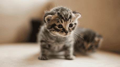 Durante las primeras semanas, los cambios en el cuerpo del gatito son rápidos y evidentes. Unsplash