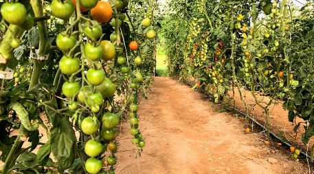 Las primeras cosechas se recogerán hasta dentro de cuatro años. PEXELS