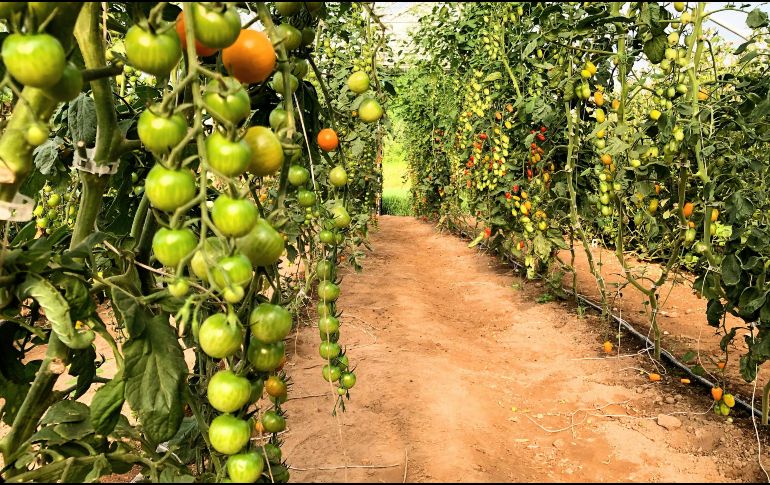 Las primeras cosechas se recogerán hasta dentro de cuatro años. PEXELS